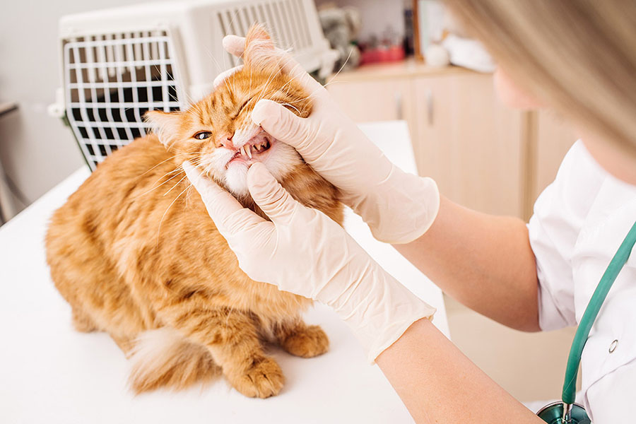 Maintaining Oral Hygiene for Pets - Why Is It Important?